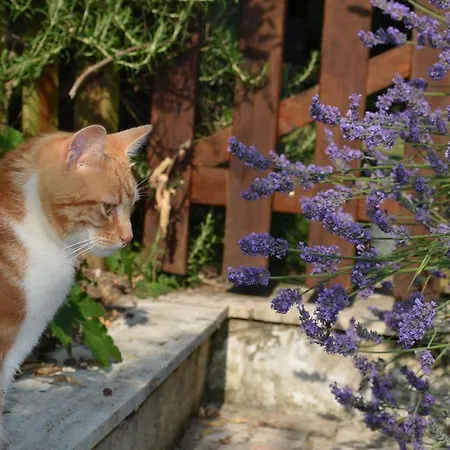 Bed & Breakfast La Paumanelle